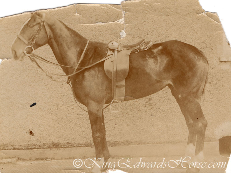 Lieutenant Allan Wettenhall Lade’s mare ‘Swanee’…”The photo does  not do her justice by any means. She carried me through some jolly good stunts…please keep this  photo safe as may probably lose her. Strong as a bullock and tender as a lamb…Had her right through to the Armistice. A good horse that NEVER stumbled.